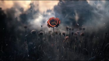 02 - Dizzy DROS - Contrat Diction (TPS)