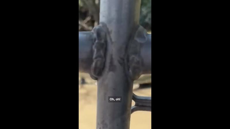 Crocodile pulls off Jaw-Dropping Tree Climb to Escape Male Rival