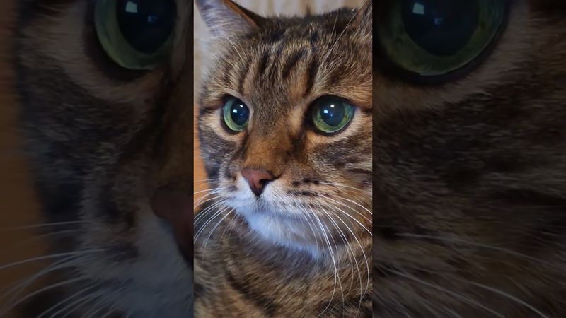 Со своим нельзя ⛔🙀💃🤣 #cat #кот #юмор #котушка #приколы #цитаты #смех