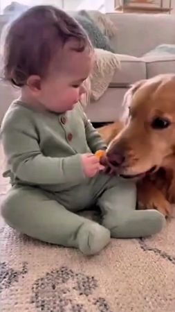 Adorable baby and adorable dog🐶🍼#dog #baby##dogpets #doglover #dogtra...