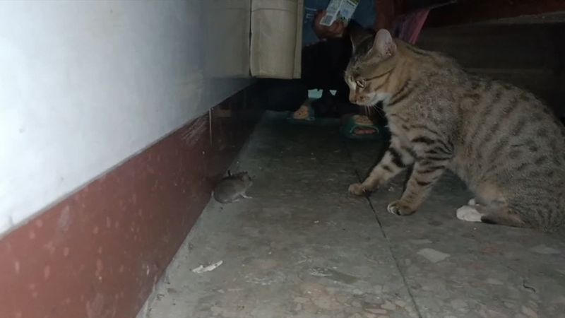 小狸抓老鼠回来当玩具！