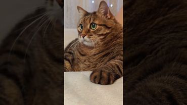 Талисман 🤔😉😻🤣 #cat #кот #юмор #котушка #приколы #цитаты