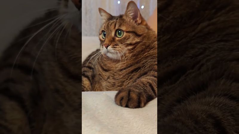 Талисман 🤔😉😻🤣 #cat #кот #юмор #котушка #приколы #цитаты