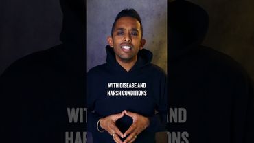 Tumbuhkan Tanaman Tulsi dan jadilah umat Hindu yang lebih baik