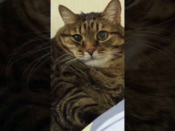 Запомните ☝️🙀🤔🤣 #cat #кот #юмор #котушка #приколы #цитаты