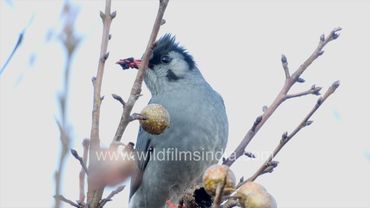 Black Bulbul eats fruit of wild kaitha pear at wildfilmsindia Jabbarkhet bird sanctuary in Himalaya