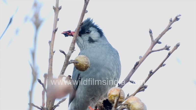 Black Bulbul eats fruit of wild kaitha pear at wildfilmsindia Jabbarkhet bird sanctuary in Himalaya