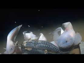 Pianeta degli abissi marini