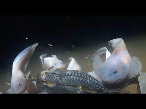 Pianeta degli abissi marini