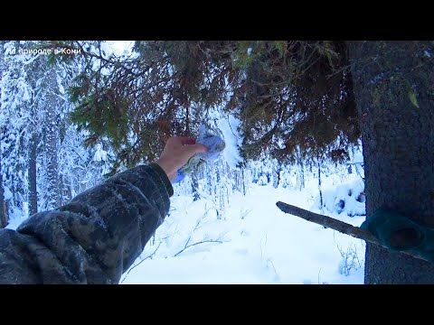 ВТОРОЙ ДЕНЬ ОТКРЫВАЮ КАПКАНЫ. ОДИН ИЗ ЛУЧШИХ ВАРИАНТОВ ПОВЕСИТЬ ПРИВАДУ.  5 серия