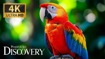 Peaceful Sky Discovery 🐾 Majestic Planet Animals and Serene Piano Music for Deep Relaxation