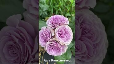 Роза Квиксильвер/ rose Quicksilver #садоводство #розарий #цветы #розы #roses #сад