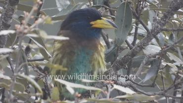 Stubby little dumpy bird with a thick strong yellow beak sits on Oak tree in Landour: Great Barbet