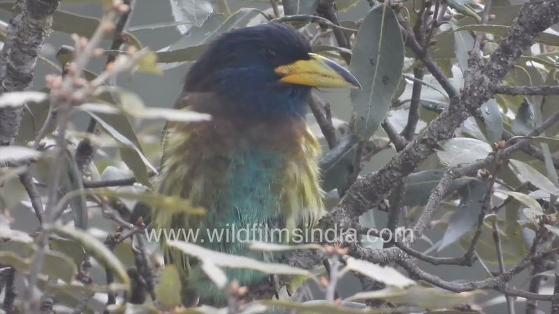 Stubby little dumpy bird with a thick strong yellow beak sits on Oak tree in Landour: Great Barbet