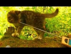 Сказки Баженова (НТВ 2009-01-31) - Судный день