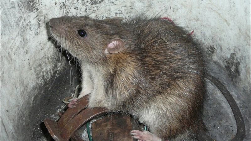 Споймал крысу в капкан