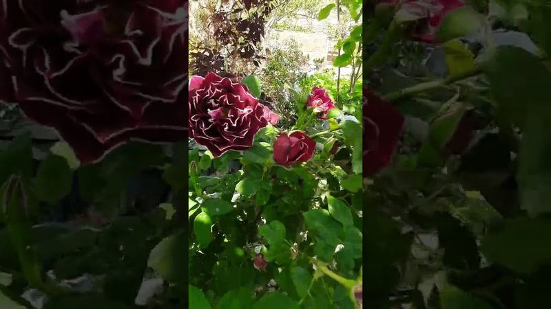 Роза Барон Жиро де Лейн