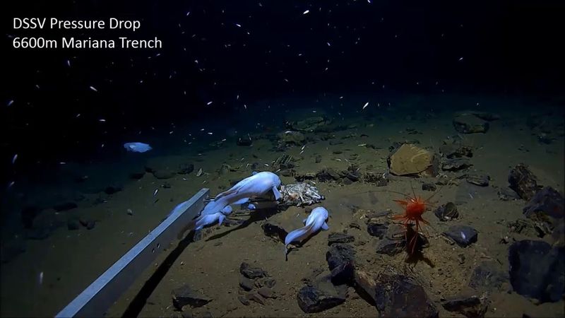 Mariana Trench: 6,600m Exploration