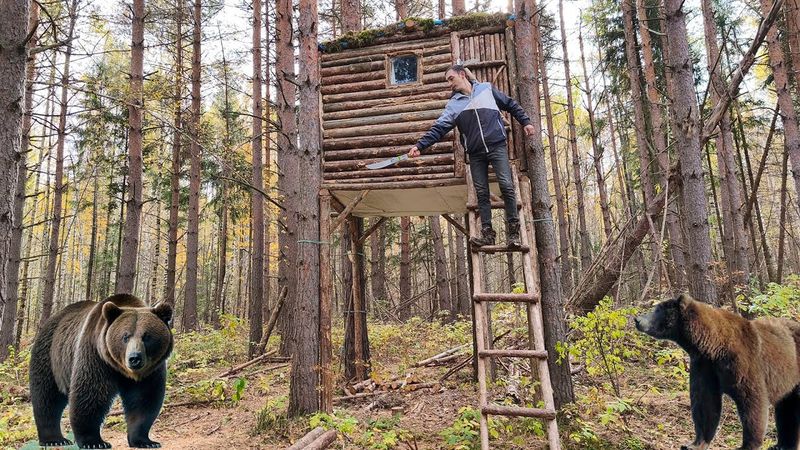 Les ours ont attaqué une cabane dans les arbres - Je construis une cabane dans les arbres et vis