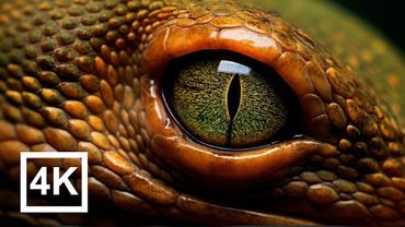 AMAZING 4K VIDEO 120FPS - Dolby Vision