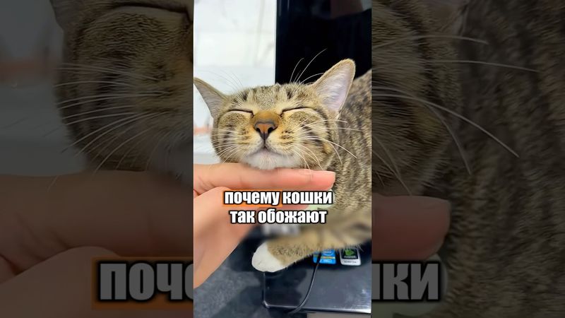 Почему кошки так любят, когда их гладят? 🐈🤔 #милыеживотные #животные
