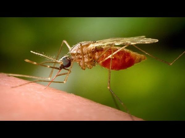 China reports thousands of chikungunya cases amid outbreak of mosquito-borne virus