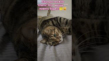 Пришить бы вас🙀🫢😧😳 #cat #кот #юмор #котушка #приколы #мем #цитаты