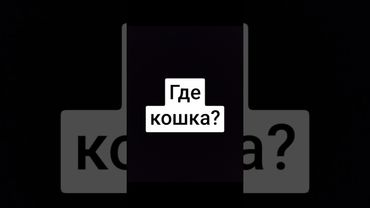 Когда спрасили где кошка #собака #смешно #весело #смех #юмор #funnyvideo