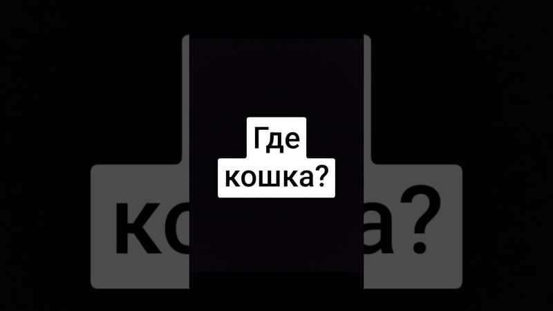 Когда спрасили где кошка #собака #смешно #весело #смех #юмор #funnyvideo