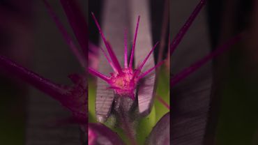 Cactus and Scissors Close-Up