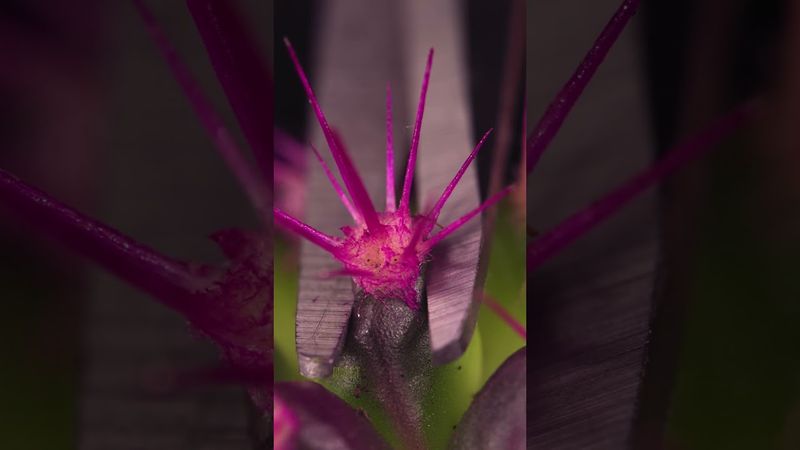 Cactus and Scissors Close-Up