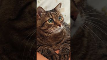 По любви 😻😉🤗🤣 #cat #кот #юмор #котушка #приколы #цитаты #коты