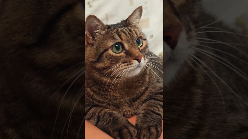 По любви 😻😉🤗🤣 #cat #кот #юмор #котушка #приколы #цитаты #коты