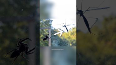 Его боятся зря… но вред он всё же приносит