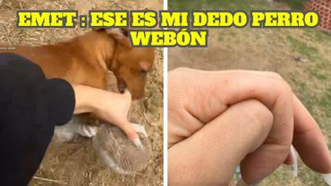 MOSTAZA LE MUERDE EL DEDO A EMETSUKI