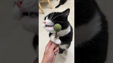 Are there any cats that "transform" after eating catnip, just like my cat?#cat #catsoftiktok