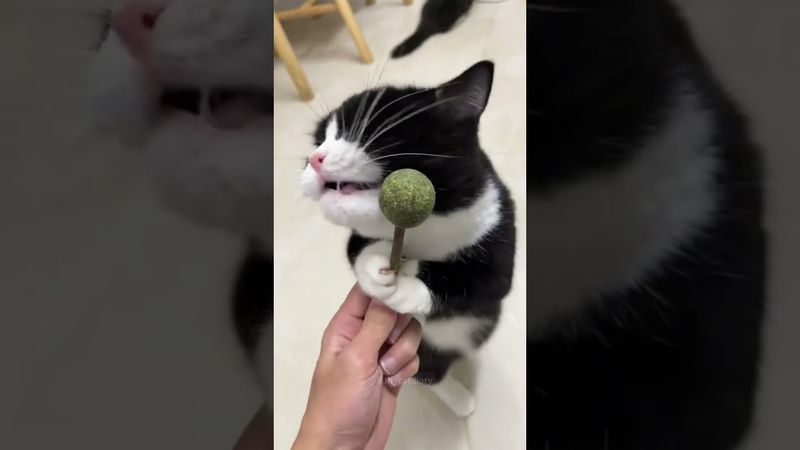 Are there any cats that "transform" after eating catnip, just like my cat?#cat #catsoftiktok