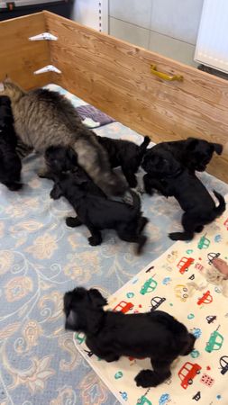 Один в поле воин! #щенкинапродажуминск #купитьщенкаминск #кот 