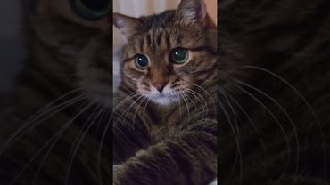 13я зарплата 💸🤔😉🤣 #cat #кот #юмор #котушка #приколы #цитаты #позитив #приколы #топ