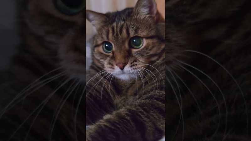 13я зарплата 💸🤔😉🤣 #cat #кот #юмор #котушка #приколы #цитаты #позитив #приколы #топ