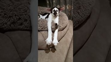 🤣🤪#cat #веселыекоты #ориенталы #прикольныекоты #красиваякошка