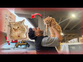 تم العثور ع شلبي القط بتاعي !😭