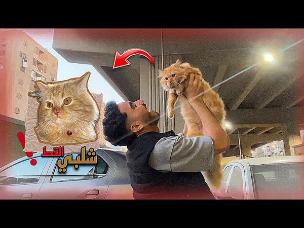 تم العثور ع شلبي القط بتاعي !😭