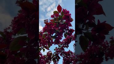 Цветение яблони Роялти.