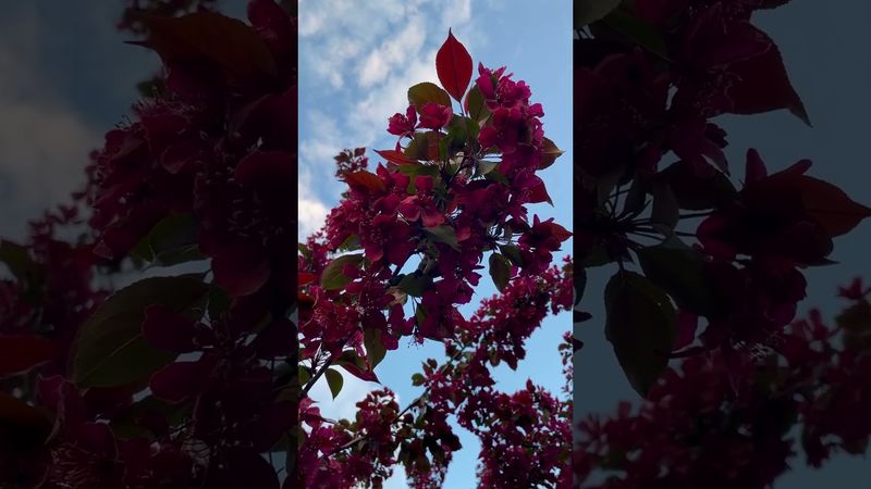 Цветение яблони Роялти.