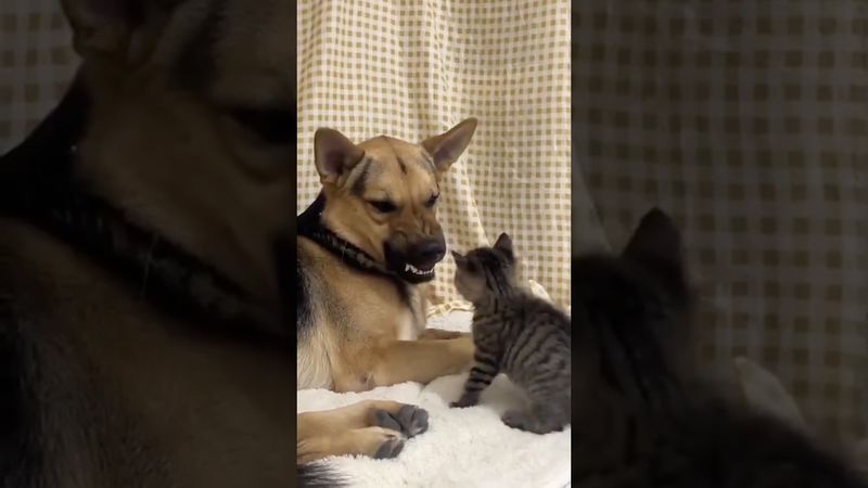 Cats and dogs 🥰🥰#dog #pets #cat #love