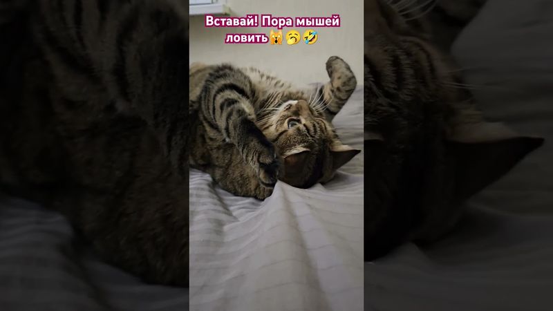Не могу 🙀😉🤔🤣 #cat #кот #юмор #котушка #приколы #цитаты #мем
