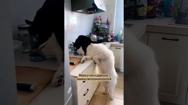 Наташа, давай возьмём его себе #смешно #юмор #кошки #cat #animals #кот #смешныекошки