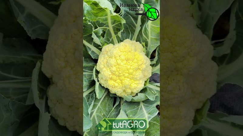 Секрет огромных головок цветной капусты: 2 средства изменит всё!
