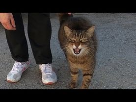 Die schnellste miauende katze aller zeiten greift jede katze an, die sich mir nähert